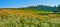 Panorama of chamomile field
