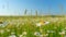 Panorama chamomile field. Romantic summer rural landscape. Field of daisies and perfect sky. Close up.