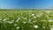 Panorama chamomile field. Romantic summer rural landscape. Field of daisies and perfect sky. Slow motion.