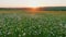 Panorama chamomile field. Romantic summer rural landscape. Field of daisies and perfect sky. Wide shot.