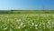 Panorama chamomile field. Romantic summer rural landscape. Field of daisies and perfect sky. Wide shot.
