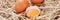 Panorama. Chicken eggs in the straw with half a broken raw egg