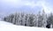 Panorama of chrismas trees under snow