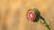 Panorama Close up of a pink flower with leaf like petals and sharp thorns on its stem