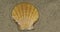 Panorama. Close-up. The seashell lies on the sand. Top view