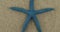 Panorama. Close-up. The starfish lies on the sand. Top view