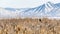 Panorama Close up of tall brown grasses on a field with view of lake in the distance