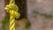 Panorama Close up view of a knotted yellow rope with dirt on the surface
