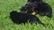 Panorama closeup german shepherd puppies play in green grass