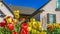 Panorama Cluster of vibrant tulips blooming at the garden of a home on a sunny day