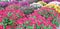 Panorama of colorful bushes of Chrysanthemum flowers