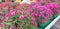 Panorama of colorful bushes of Chrysanthemum flowers