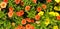 Panorama of colorful Petunia flowers