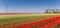 Panorama of colorful tulip fields and wind turbines in Noordoostpolder