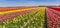 Panorama of a colorful tulips field in Flevoland