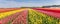 Panorama of a colorful tulips field in Holland