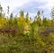 Panorama of coniferous autumn forest with yellow leaves.