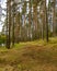 Panorama of coniferous autumn forest with yellow leaves.