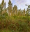 Panorama of coniferous autumn forest with yellow leaves.