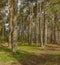 Panorama of coniferous autumn forest with yellow leaves.
