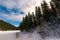 Panorama of coniferous forest in winter