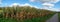 Panorama of cornfield with feed corn in agriculture