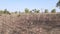 Panorama of a cotton field and a close-up of a cotton Bush swaying in the wind, ready for harvest. Cotton plantation