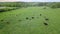 Panorama in cow grazing meadow on mountain hill