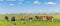 Panorama of cows in the dutch landscape