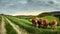 Panorama Cows Eifel Germany