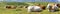 Panorama of cows grazing and resting on an alm pasture