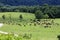 Panorama cows and horses grazing in the meadow summer day