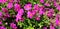 Panorama of crimson flowers primula vulgaris