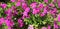 Panorama of crimson flowers primula vulgaris