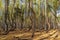 Panorama of the dancing forest in the Ryazan region in Russia