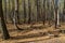 Panorama of the dancing forest in the Ryazan region in Russia