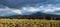 Panorama of a dark stormy sky over a mesa and plain covered with sagebrush and dotted with yellow wildflowers