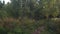 Panorama of Deciduous Green Forest in Summer. Forest green with grass and moss. Walking through forest as sun peeks