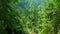 Panorama of the deep forest, Mount Khomyak, Gorgany Range, Bukovel, Ukraine