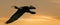 A panorama of a detailed Cormorant in flight with spread wings. Against a golden sky with yellow clouds. Copy space