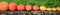 Panorama, different pumpkins in a row, autumn market and vegetables