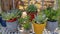 Panorama Different types of succulents in a pot on a white metal rack