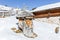 Panorama of the Dolomites with wood cottage, snowy mountains and