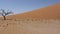 Panorama of Dune 45 in sossusvlei Namibia, Africa wilderness