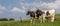 Panorama of Dutch black and white cows