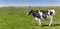 Panorama of a dutch black and white Holstein cow