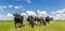 Panorama of dutch black and white Holstein cows