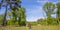 Panorama of dutch cows in the heather landscape of Drenthe