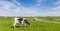 Panorama of a dutch Holstein cow and a bicycle path