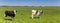 Panorama of Dutch Holstein cows